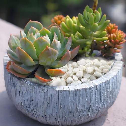 FANTIAN 10 lbs White Pebbles for Indoor Plants, 3/8 Inch Decorative White Stones. Polished River Rocks for Potted Plants Vase Cactus Bird Bath and Outdoor Garden Landscaping - size: 10 pounds, style: White