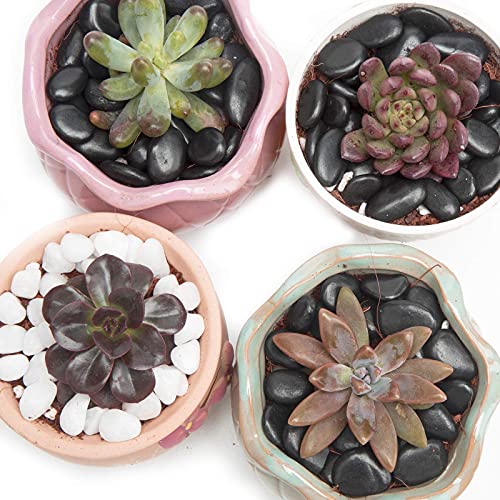 Black Small Decorative Pebbles - Gravel River Rock,Natural Polished Decorative Stones 3/8" Gravel Size,Pebbles Gravel for Bamboo Plants,Succulent,Home Decor,Landscaping,Vase Fillers and More. - color: Black, size: 5 LB