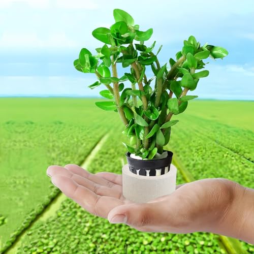 Aquatic Plants Fixed Set 10pcs Aquarium Plant Weights Pot and 10pcs Planting Cup with 10pcs Fixing Cottons Aquarium Accessories (30)