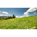 Mountain Pine Trees Aquarium Background Clear Blue Sky Green Meadow Fish Tank Background Fantastic Natural Landscape Terrarium Backgrounds Spring Flowers Green Grass Reptile Tank Backgrounds 48x24in - color: Light Green, size: 48(W)x24(H)inches/ 120(W)*60