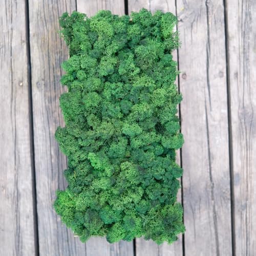 Preserved Reindeer Moss Natural Green DIY Kit Gardenning Art Wall Decor Florist Decor Easter Table Decor Wedding - color: Green, size: 0.85 lb