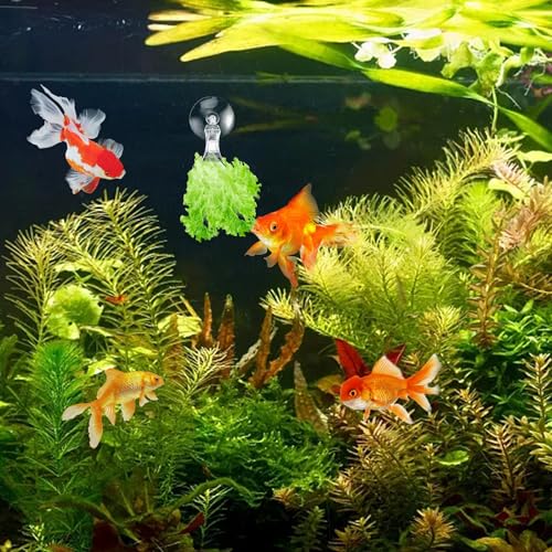 12Pcs Veggie Clips Aquarium Seaweed Clips Fish Food Holder Wide Mouth Clips Plants Suction Cups Algae Clips for Freshwater and Marine Fish Tank (Plastic) - size: Plastic