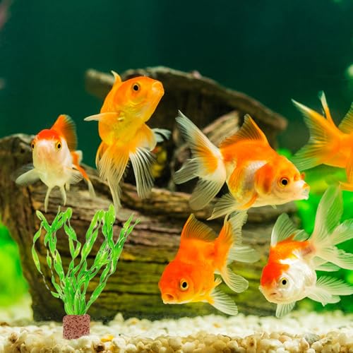 10pcs Aquarium Plant Holder Rings Anti-Floating Fixed Water Plant Anchors for Planted Fish Tanks Aquascaping Accessories Fish Tank Decoration