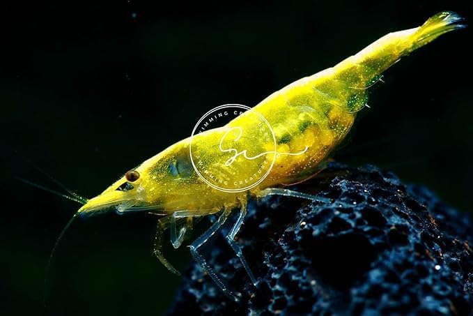Swimming Creatures™ 10 Golden-Back Yellow Premium High-Grade Neocaridina Shrimp with 3 Mystery Snails