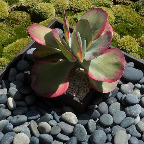 Black River Rocks for Landscaping, 2-3 Inch Natural River Rocks for Garden Beds, Potted Plants, Fish Tanks, DIY Pathway and Backyard Accent, Stones for Crafts, Walkways(40lbs Bulk) - color: Natural Black, size: 2-3 Inch(40LB)