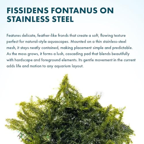 SubstrateSource Live Aquarium Plants on Driftwood, Lava Rock, Moss, Fiber Mat - Freshwater Fish Tanks - Easy, Beginner Friendly (Fissidens Fontanus on Stainless Steel, (1 Pack)) - color: Fissidens Fontanus - Stainless Steel, size: 1 Pack
