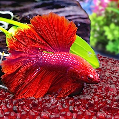 Keedolla 0.93LB Clear Glass Pebbles Marble Aquarium Fish Tank Rocks Gravel for Turtle Tank, Vase Fillers, Christmas Decoration - Red - color: Red, size: 0.93 Pound