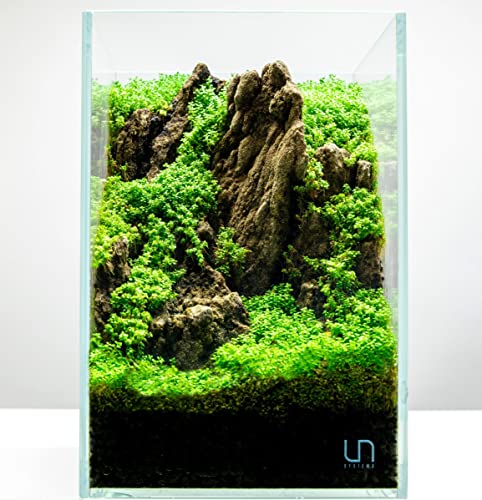 Ultum Nature Systems Dwarf Baby Tears Hemianthus Callitrichoides Cuba Tissue Culture Live Plant for Aquarium, Aquascape, Planted Freshwater Fish Tanks - 100% Snail Free in Vitro - color: Dwarf Baby Tears Hemianthus Callitrichoides Cuba