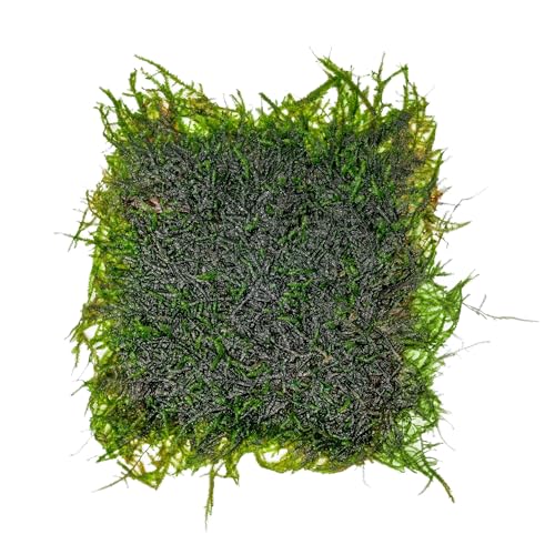 SubstrateSource Peacock Moss on Mesh Live Aquarium Plant - Freshwater Fish Tank Decorations for Natural Aquatic Decor - color: Peacock - Stainless Steel, size: 1 Pack
