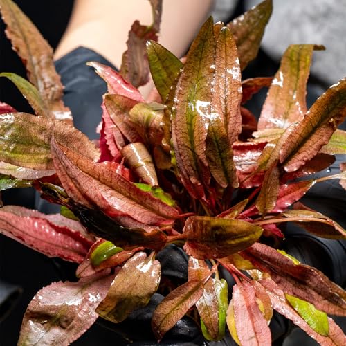 Ultum Nature Systems Live Tissue Culture - Cryptocoryne Albida 'Red' - Moderate - Low to Medium Light - Pink and Red Accent - Foreground to Midground - 100% Snail Free Grown in-Vitro - Regular Cup - color: Cryptocoryne Albida Red