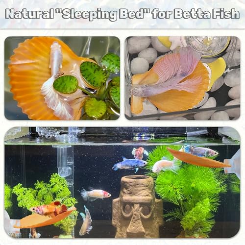 3PCS Betta Hammock Shells, Natural Small Fish Tank Decorations, Betta Fish Tank Accessories, Aquarium Decorations, Aquarium Hideout Habitat for Sleeping Resting Hiding Playing (Yellow) - color: Yellow