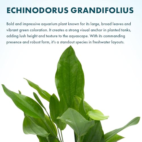 SubstrateSource Echinodorus Grandifolius Sword Live Plant for Freshwater Aquariums, Natural Fish Tank Decorations, and Aquatic Decor (1 Pot (2-3 Plants)) - color: Ech. Grandifolius, size: 1 Pot
