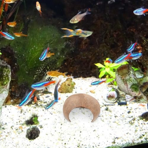 GALPADA 2pcs Coconut Shell Fish Hideout Aquarium Decoration Reptile Cave Ornament Large Size for Breeding Hiding Habitat Suitable for Shrimp Turtle Hermit Crab