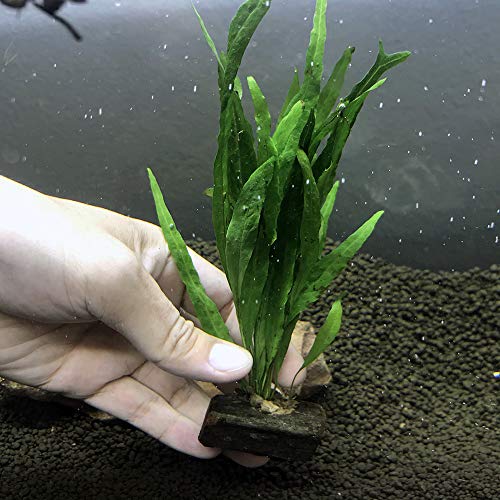 Live Plants on Driftwood | Aquatic Plants for Aquariums and Vivariums (Microsorum on Small Driftwood) - style: Microsorum on small driftwood
