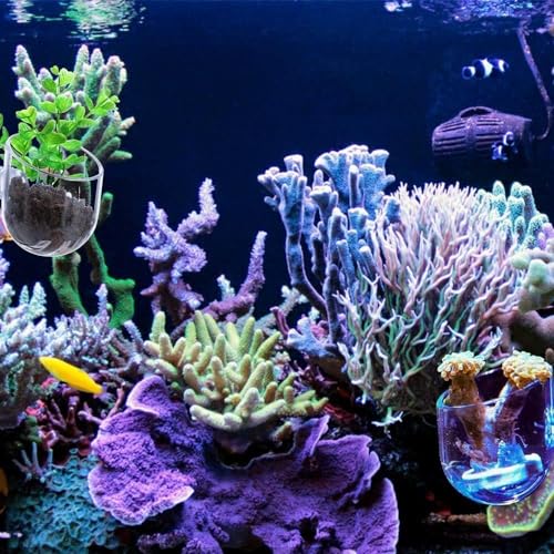 Oval Transparent Crystal Glass Aquatic Plant Pot, Aquarium Aquatic Planter Holder with Suction Cups for Fish Tank, Aquarium Aquascape Decoration Aquarium Décor Thematic Ornaments
