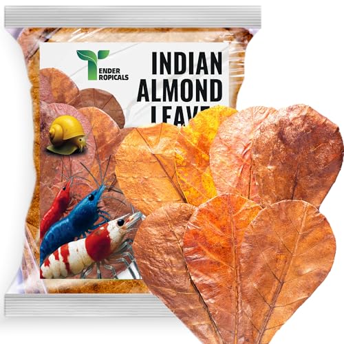 Premium Catappa Leaves for Shrimp Tanks – 10 Indian Almond Leaves (6-7") for Neocaridina, Cherry, Amano & Ghost Shrimp, Snails, Crayfish, Biofilm Grazing & Blackwater Aquariums