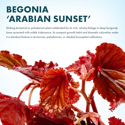 SubstrateSource Live Jungle Plants - Begonia Arabian Sunset (Begonia sp.) - Medium to High Light, Bronze Red Orange Accent, Terrarium or Paludarium, Terrestrial Plant - Pot - color: Begonia Arabian Sunset, size: Pot