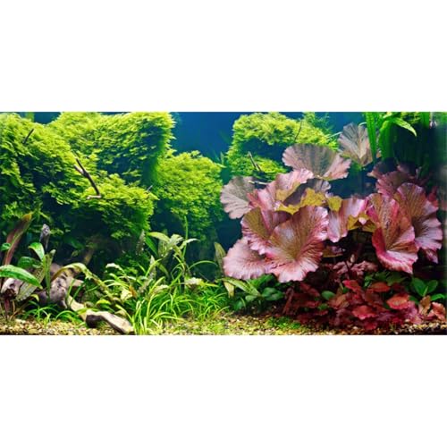 AWERT 36x20 inches Aquatic Plant Aquarium Background River Bed & Lake Fish Tank Background Vinyl - size: 36x20in/90x50cm