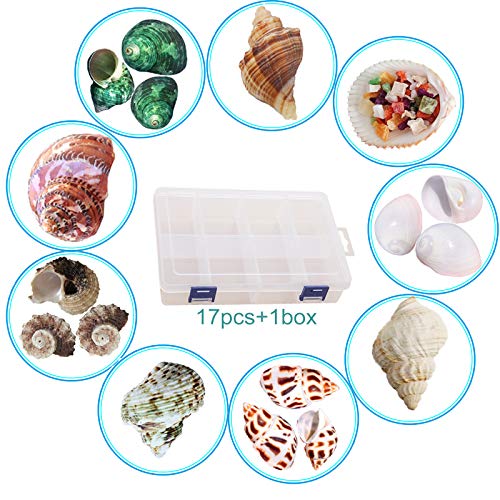 SINKOO 17PCS Hermit Crab Shells (9 Types), Natural Turbo Seashells 0.98"-3.15" for Small Medium Large Crab Growth Hideouts, Hermit Crab Accessories and Aquarium Tank Beach Decor