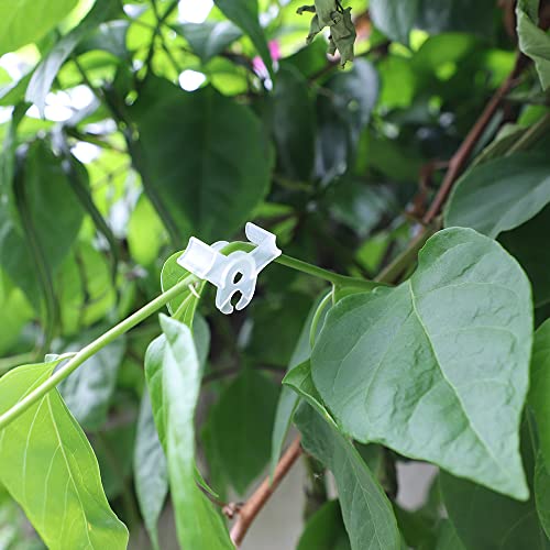LucyPhy 60 Pack Plant Bender Angle Adjustable Plant Training Clips Low Stress Training Clips 90 Degrees Plant Stem(Circle Style,Transparent) - color: Transparent, size: 60Pack