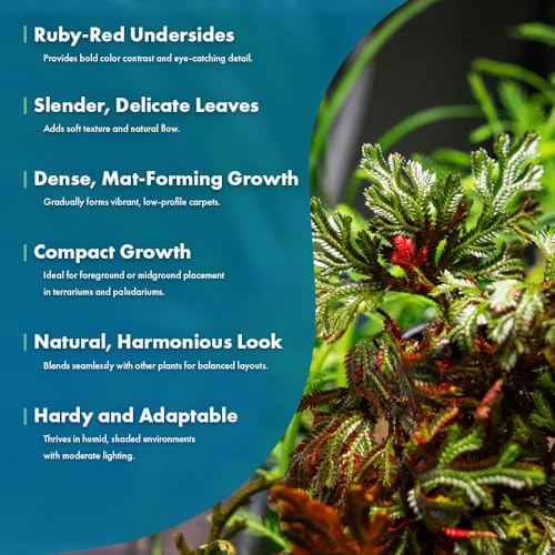 SubstrateSource Live Terrarium Plants - Spikey Moss for Terrariums, Paludariums - Easy, Beginner Friendly (Selaginella Erythropus Ruby Red Club Moss, (1 Pot)) - color: Selaginella Erythropus Red, size: Pot