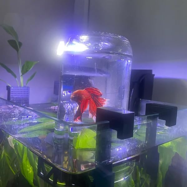Inverted Betta Tank Holder Kit, 360-Degree Panoramic View for Betta Fish, Expands Swimming Space, Aquarium Inverted Holder, Made in Canada (Black, Small) - size: Small Kit