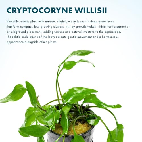 SubstrateSource Cryptocoryne Live Aquarium Plants - Freshwater Plant for Aquariums, Planted Fish Tanks - Beginner Friendly (Willisii, 1 Pot (3-5 Plants)) - color: Willisi, size: Pot