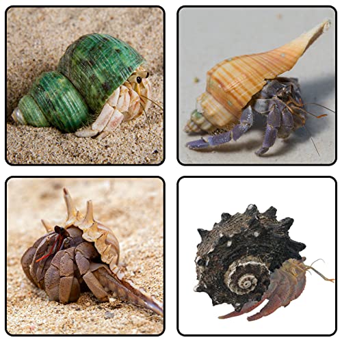 Hermit Crab Supplies - 22 pcs Shells, Natural Coconut Shell Reptile Hide, Artificial Plants, Tank Climbing Toys for Hideouts