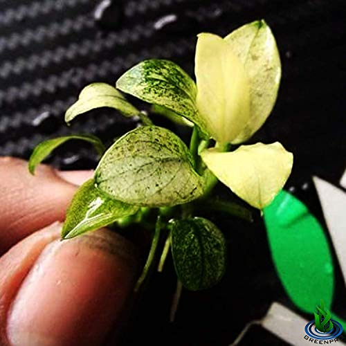 Anubias Nana Marble White Pinto Nano Mini Tissue Culture Freshwater Live Aquarium Plants Decoration