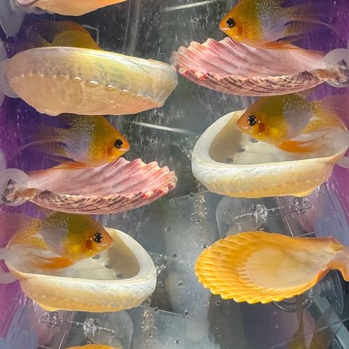 Oncpcare Betta Fish Resting Spot Shell Bed 6-Pack — Perfect-Sized Decorative Shell Beds That Betta Love to Rest On - color: Color Random 6pcs