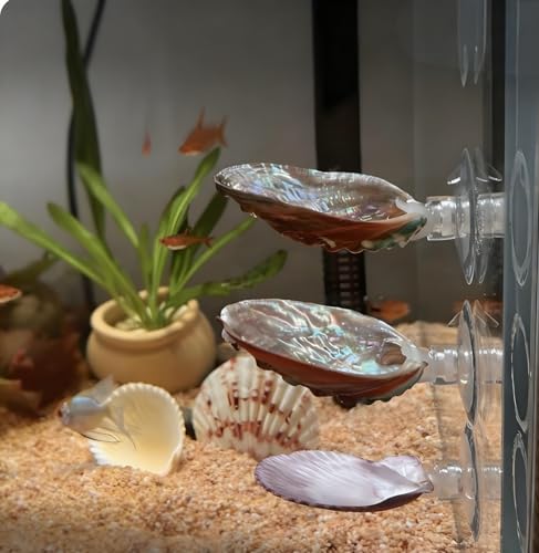 3 Pack Betta Fish Resting Spot Natrual Handmade Shell Bed for Betta, Aquarium Decor Angelfish breeding Slate Spawning Grounds Breeding Resting Bed Betta Hammock