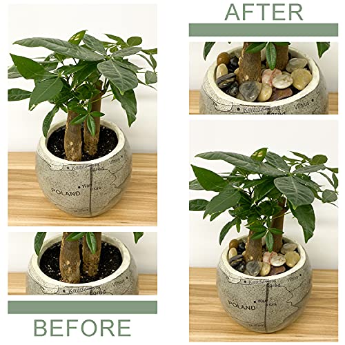 FANTIAN 2 lbs Small Pebbles for Indoor Plants, 0.8-1.2 Inch Decorative River Rocks for Plants, Landscaping, Succulents Potted, Vase, Fish Tank, Stones for Planter and Outdoor Garden Rocks - size: 0.8-1.2 Inch, style: 2 Pounds