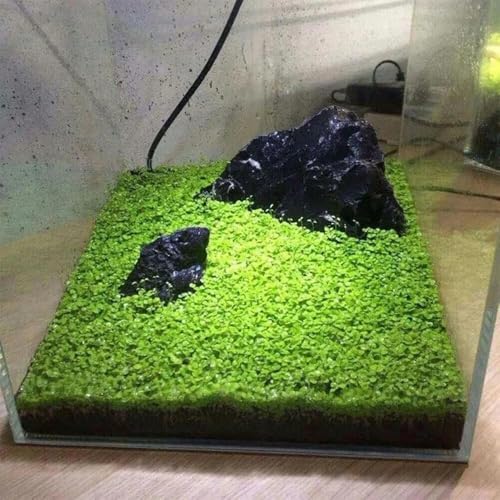 Freshwater Aquarium Decor, Easy Growing Dwarf Carpet for Fish Tank/Terrarium, Natural Aquatic Plant Growth Material – 1 Pack (Big Leaf)