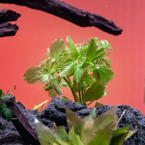 SubstrateSource Live Aquarium Stem Plants - Freshwater Aquatic Plant for Fish Tanks, Aquascaping - (Water Wisteria Hygrophila Difformis, 1 Bunch) - color: Hygrophila Difformis / Water Wisteria, size: Lead Bunch - 1 Pack