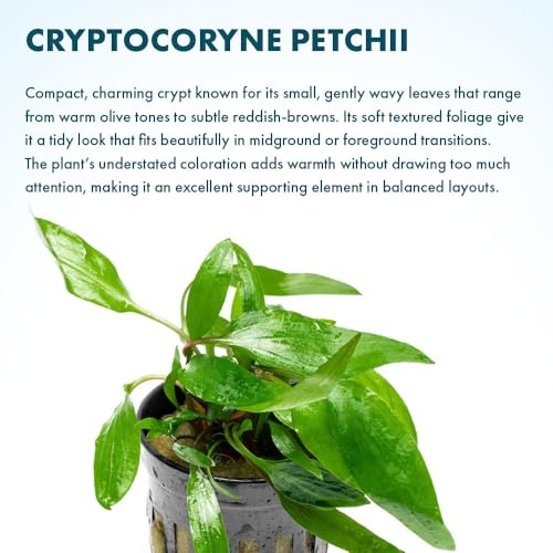 SubstrateSource Cryptocoryne Live Aquarium Plants - Freshwater Plant for Aquariums, Planted Fish Tanks - Beginner Friendly (Petchii, 1 Pot (3-5 Plants)) - color: Petchii, size: Pot