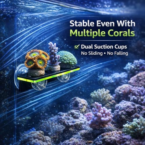 kcrygogo Coral Frag Holder Acrylic Coral Rack with Powerful Double Suction Cup and Placstic Screws Suitable for Household Fish Tanks (2pcs 3 Plug Hole,Fluorescent Green and Orange)