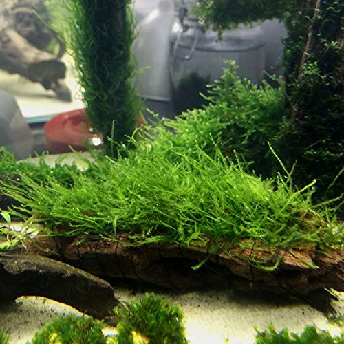 Live Plants on Driftwood | Aquatic Plants for Aquariums and Vivariums (Java Moss on Driftwood) - style: Java Moss on driftwood