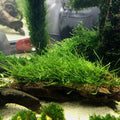 Live Plants on Driftwood | Aquatic Plants for Aquariums and Vivariums (Java Moss on Driftwood) - style: Java Moss on driftwood