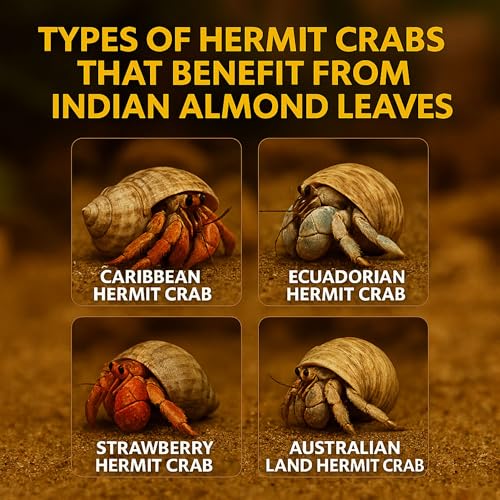 Hermit Crab Tank Accessories Indian Almond Leaves 6 Inch – Pack of 10 Natural Catappa Leaves for Aquarium & Reptile Tanks – Safe for Betta Fish, Shrimp, Snails & Amphibians