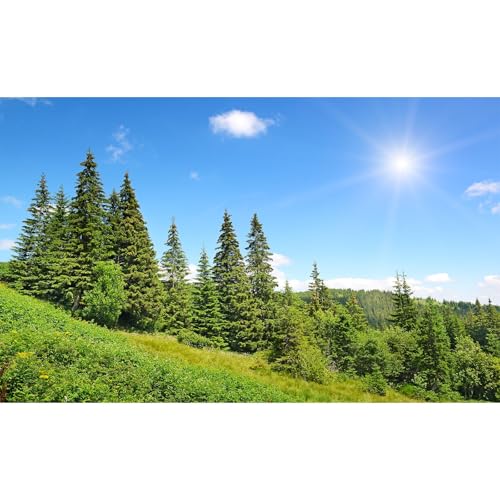 High mountains Aquarium Background Evergreen Spruce Forest Pine Trees Fish Tank Background Scenic Sunrise Summer Mountain Slope Terrarium Backgrounds Green Meadow Reptile Tank Backgrounds 24x16in - color: Blue_Pure Green, size: 24(W)x16(H)in
