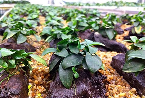 Dwarf Anubias Nana Petite on Driftwood Live Aquarium Plants Fish Tank Decorations Water Plants by Greenpro