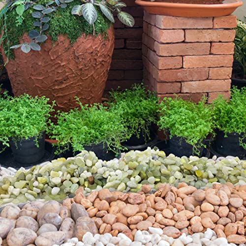 YISZM 10LB Succulent and Cactus Pebbles, 1/5 Inch Jade Natural Decorative Polished Stones, River Rocks for Plants, Vases and Outdoor Gardening,Green - color: Jade, size: 10 Pounds