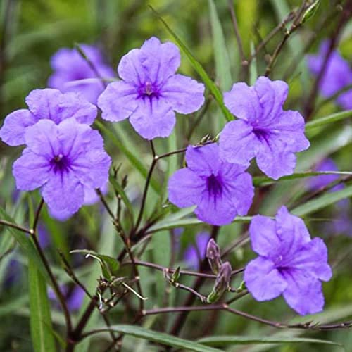 Chalily Blue Bells, a Great Live Pond Plant for Your Water Garden. Filters koi and Goldfish Ponds. Good for Bogs, Plant Shelf or Shallow Water This marginal Aquatic is a Real Beauty - color: Blue Bells