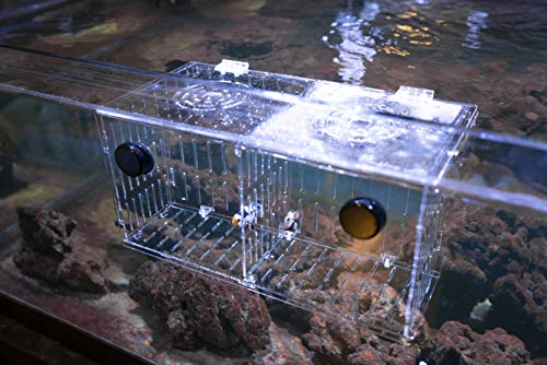 Magnetic Acclimation Box fish Breeder Nursery isolation Tank - size: 12"x6"x6"