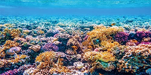 Yeele 8x4ft Underwater World Photography Backdrop Under The Sea Marine Life Coral Reef Background Baby Shower Kids Birthday Party Decorations Fish Tank Terrarium Backdrop Vinyl Photo Studio Props - size: 8x4ft