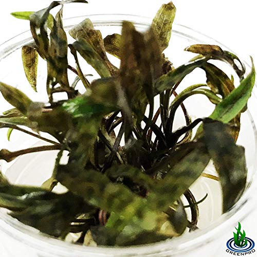 Cryptocoryne Nurii Nano Mini Tissue Culture Freshwater Live Aquarium Plants Decoration