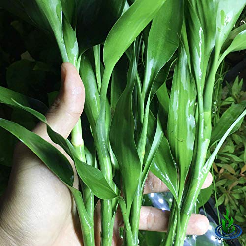 Dracaena Sanderiana Green 3 Bundles Lucky Bamboo Freshwater Live Aquarium Plants Background Fish Tank Decoration