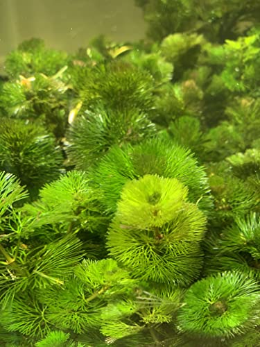 3X Green Cabomba Caroliniana Live Aquarium Plants for Aquatic Freshwater Fish Tank