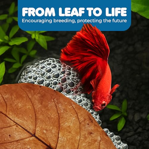 SunGrow Catappa Indian Almond Leaves, 7-8 Inches,10 Catappa Leaves for Betta Fish, Aquarium Water Conditioner, Tank Decoration, Freshwater Tank Accessories, Betta Fish Care, Aquatic Leaf Litter