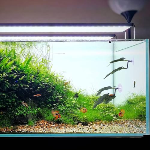 Betta Fish Hammock - Dual Leaf Design with Strong Suction Cups, Non-Toxic Durable Material for Spawning & Resting, Natural Aquarium Decor for Beta Fish Tanks (Green, 3) - color: Green, size: 3
